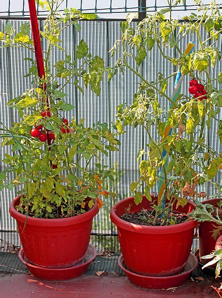 staking tomatoes in pots|How to Stake Tomatoes in 4 Simple Steps .